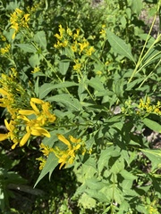 Verbesina occidentalis