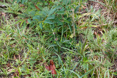 Ruellia caroliniensis