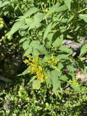 Verbesina occidentalis
