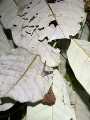 Astraptes fulgerator