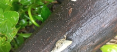 Trametes villosa