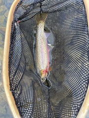 Oncorhynchus clarkii