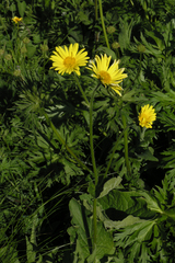 Doronicum caucasicum