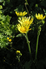 Doronicum caucasicum