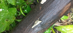 Trametes villosa
