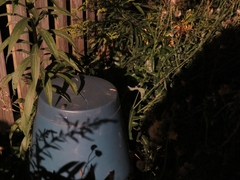 Deroceras reticulatum