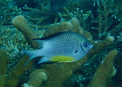 Amblyglyphidodon leucogaster