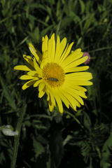 Doronicum caucasicum
