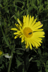 Doronicum caucasicum