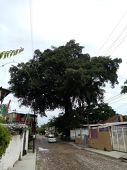Ficus insipida