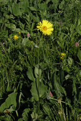 Doronicum caucasicum