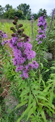 Liatris scariosa