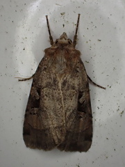 Xestia normanianus