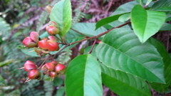 Tetracera indica