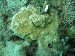 Irciniidae
