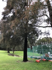 Allocasuarina littoralis