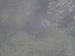 Amphiprion chrysopterus