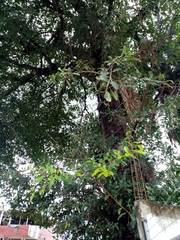 Ficus insipida