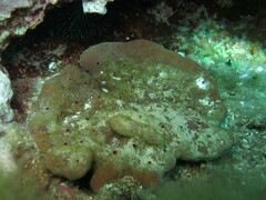 Sponge community