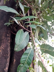 Ficus insipida