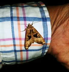 Phlogophora periculosa