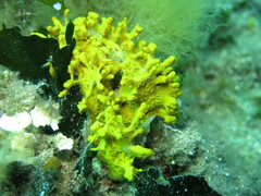 Yellow encrusting sponge