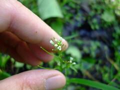 Cardamine pensylvanica