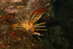 Stylocidaris affinis