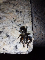 Gryllus campestris
