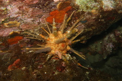 Stylocidaris affinis