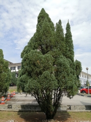 Juniperus