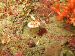 Caryophyllia smithii