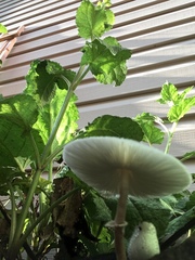 Leucoagaricus leucothites