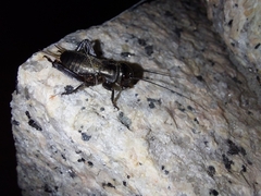Gryllus campestris
