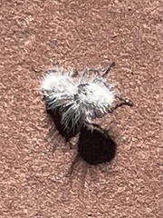 Dasymutilla pseudopappus