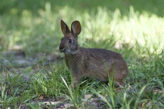 Sylvilagus palustris
