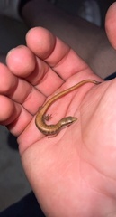 Elgaria multicarinata webbii