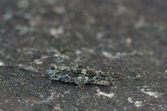 Trimerotropis saxatilis