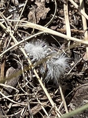 Dasymutilla pseudopappus