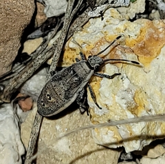 Catorhintha