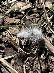 Dasymutilla pseudopappus