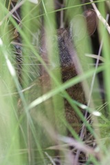 Sylvilagus palustris