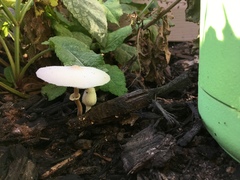 Leucoagaricus leucothites