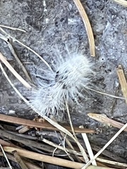 Dasymutilla pseudopappus