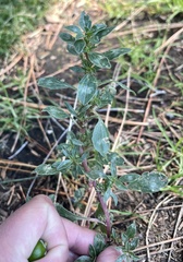 Amaranthus blitoides