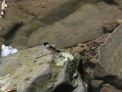 Psolodesmus mandarinus mandarinus