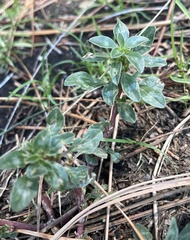 Amaranthus blitoides