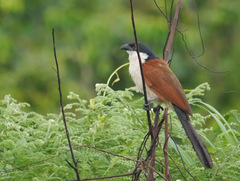 Centropus senegalensis