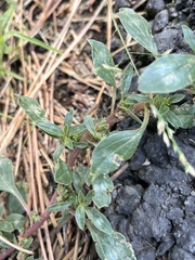 Amaranthus blitoides