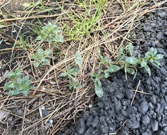 Amaranthus blitoides